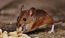 24 Hour & Emergency Exterminators in Shoal, NC